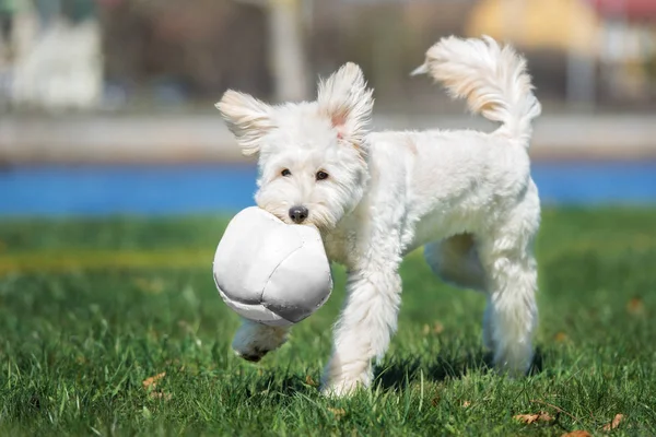 Feliz Cão Labradoodle Brincando Com Uma Bola Parque — Fotografia de Stock