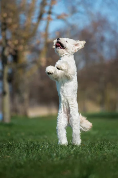 happy labradoodle puppy jumping up outdoors