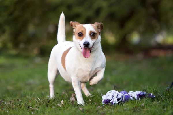 Jack Russell Terrier Köpeği Pençeleriyle Çimlerin Üzerinde Duruyor — Stok fotoğraf