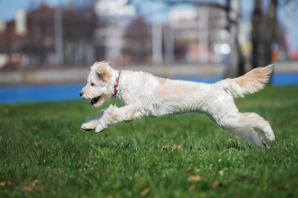 Happy Labradoodle Dog Playing Park Summer — Stockfoto