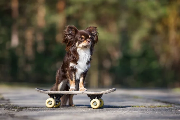 Hnědý Čivava Pes Pózuje Skateboardu Venku Létě — Stock fotografie