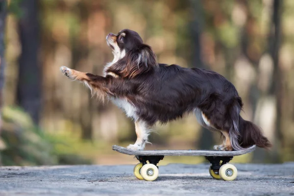 Funny Chihuahua Dog Riding Skateboard Outdoors — Stock Photo, Image