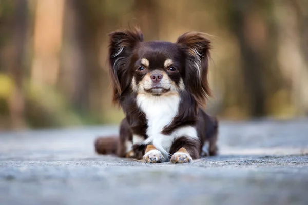 Barna Chihuahua Kutya Feküdt Szabadban Ősszel — Stock Fotó