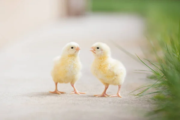 Two Yellow Chicks Posing Together Outdoors — 스톡 사진