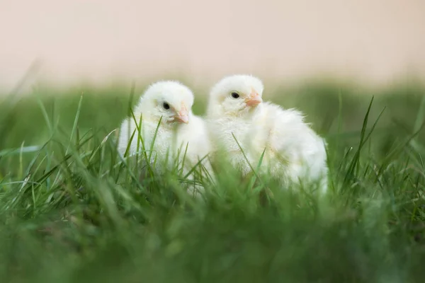 Deux Poussins Jaunes Posant Dans Herbe Ensemble Extérieur — Photo