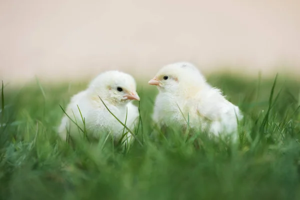 노래방의 풀밭에서 포즈를 취하고 마리의 병아리 — 스톡 사진