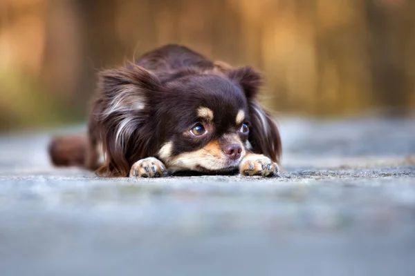 Utangaç Chihuahua Köpeği Sonbaharda Dışarıda Yatıyor — Stok fotoğraf