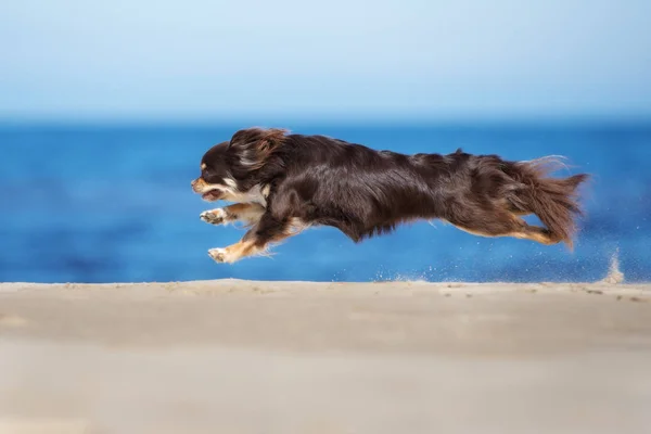 Bruine Chihuahua Hond Hard Rennend Een Strand Zomer — Stockfoto