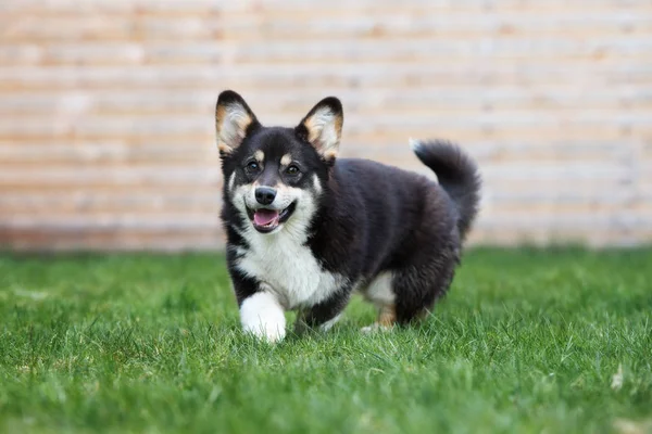 Feliz Cão Corgi Tricolor Andando Grama Livre — Fotografia de Stock