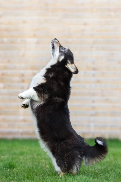 屋外で物乞いをする三色のコーギー犬 — ストック写真