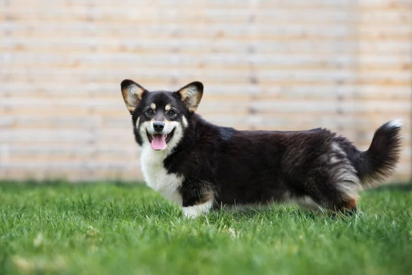 Feliz Perro Corgi Pie Aire Libre Verano — Foto de Stock