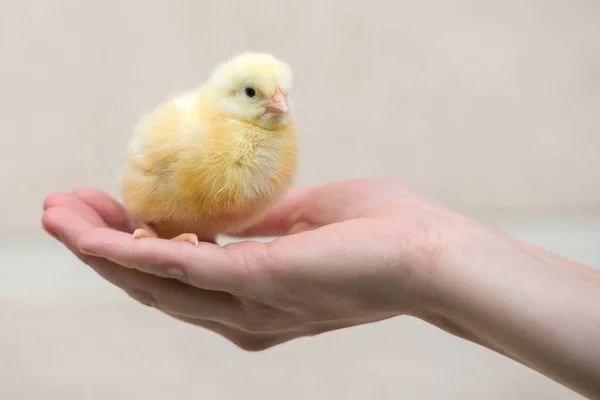 Pulcino Giallo Seduto Sulla Mano Umana — Foto Stock