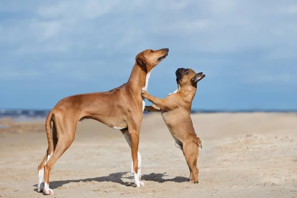 Azawakh Rouge Bouledogue Français Posant Ensemble Sur Une Plage — Photo