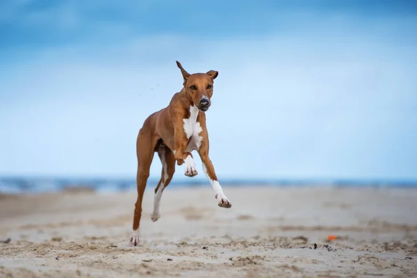 Kırmızı Azawakh Köpeği Plajda Koşuyor — Stok fotoğraf