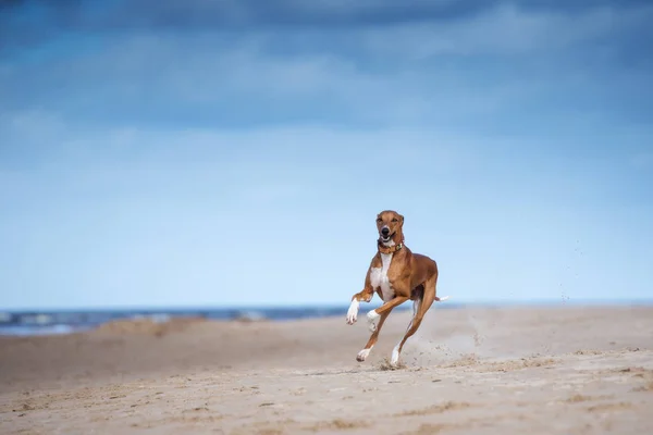 Красная Собака Бегущая Пляжу — стоковое фото
