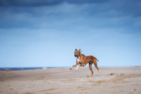 Red Azawakh Dog Running Beach — Stock Photo, Image