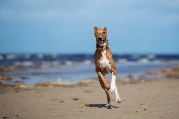 Vacker Azawakh Hund Som Springer Strand — Stockfoto