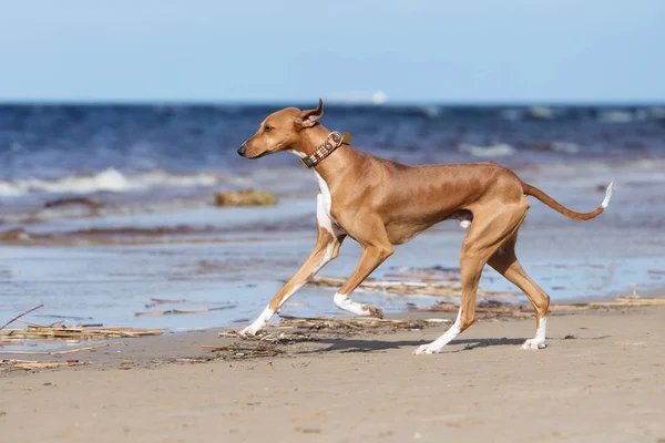 Vacker Azawakh Hund Som Springer Strand — Stockfoto