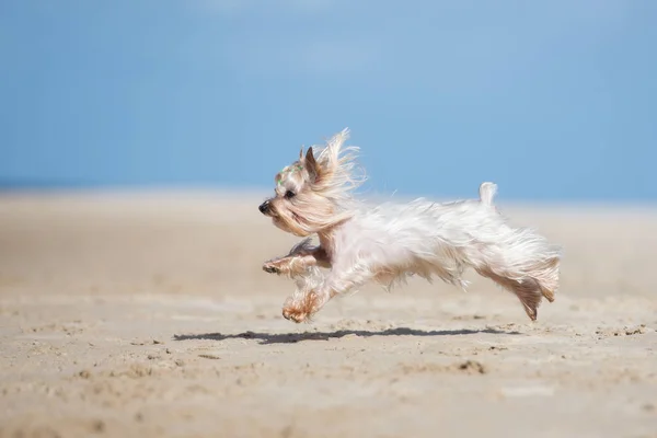 Yorkshire Terrier Dog Running Beach — Stock Photo, Image