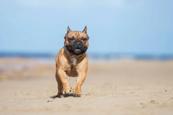 Kızıl Fransız Bulldog Sahilde Koşuyor — Stok fotoğraf