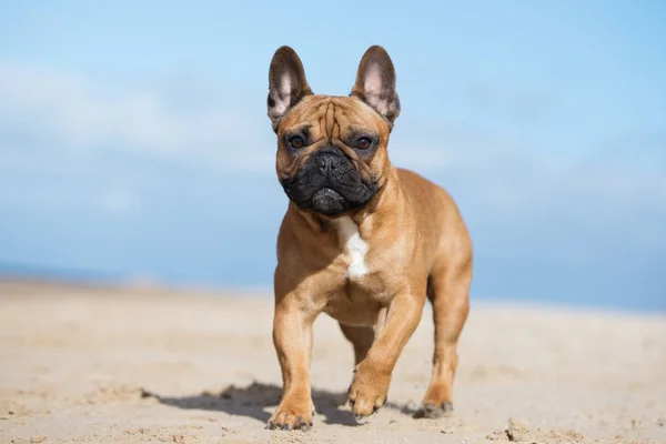 Röd Fransk Bulldogg Promenader Strand Sommaren — Stockfoto