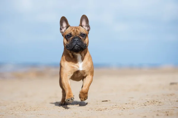 Kızıl Fransız Bulldog Sahilde Koşuyor — Stok fotoğraf