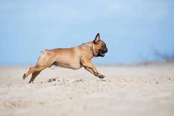 Rode Franse Bulldog Rennend Een Strand — Stockfoto