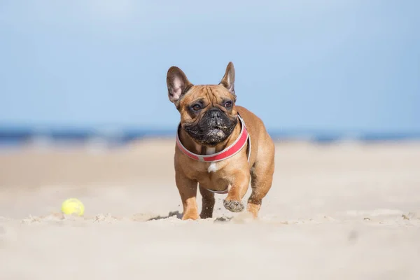 Red French Bulldog Dog Walking Beach — Stock Photo, Image