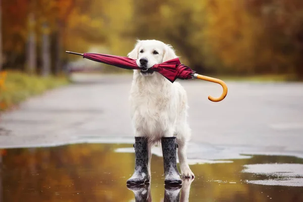 Золотистая Собака Ретривер Сапогах Зонтиком Дождливой Погоды Открытом Воздухе Осенью — стоковое фото