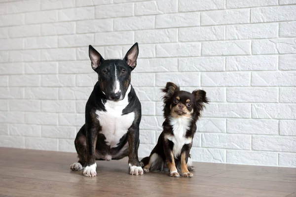 Terrier Toro Miniatura Perros Chihuahua Sentados Juntos Interior Frente Una —  Fotos de Stock