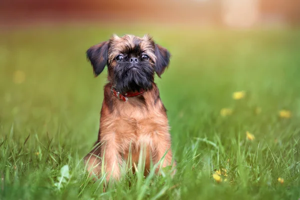 愛らしいグリフォン子犬が夏に草の上に座って — ストック写真