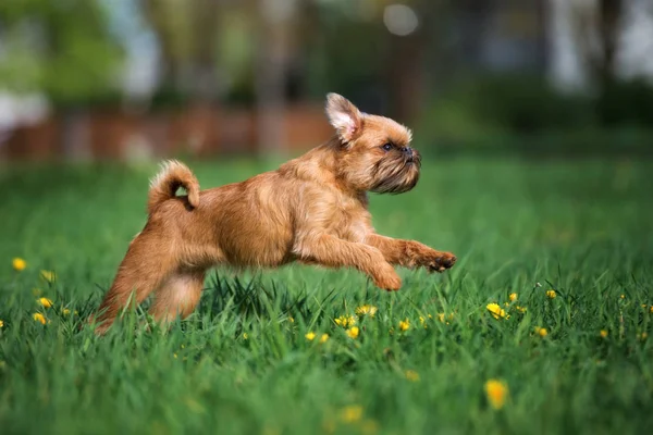 Jovem Cão Griffon Correndo Parque Verão — Fotografia de Stock