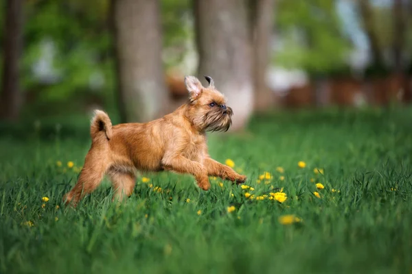 Genç Griffon Köpeği Yazın Parkta Koşuyor — Stok fotoğraf