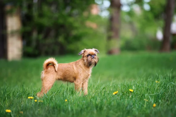 Jonge Griffioen Hond Staande Gras Zomer — Stockfoto