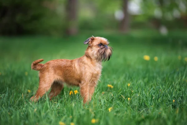 Young Griffon Dog Standing Grass Summer — Stockfoto