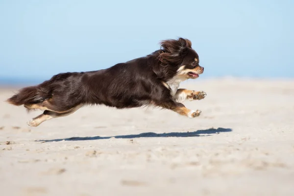 Yazın Kumsalda Koşan Kahverengi Chihuahua Köpeği — Stok fotoğraf