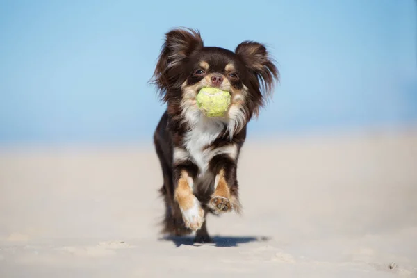 happy chihuahua dog fetching a tennis ball on the beach