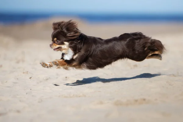 Šťastný Čivava Pes Skákání Pláži — Stock fotografie