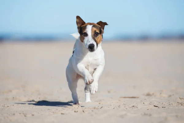 罗斯塞尔的狗在海滩上奔跑 — 图库照片