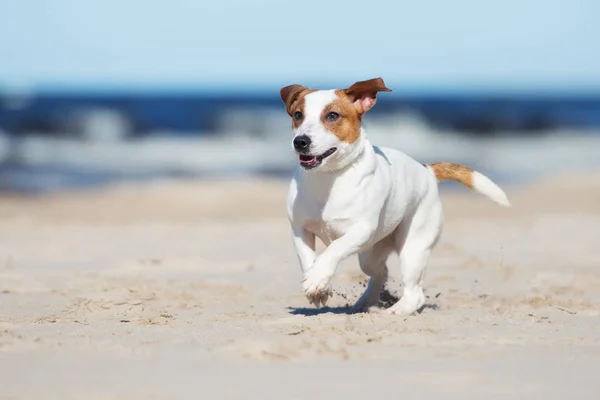 Jack Russell Cane Che Corre Una Spiaggia — Foto Stock