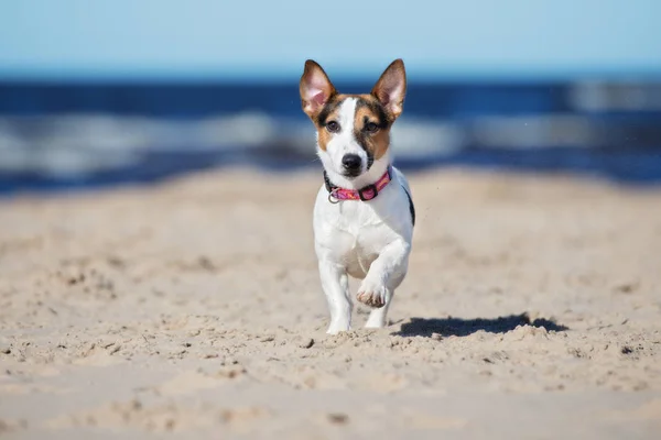 Jack Russell Dog Running Beach — стоковое фото