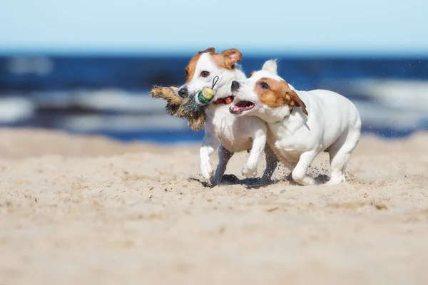 Two Jack Russell Terrier Dogs Playing Toy Beach — Stockfoto