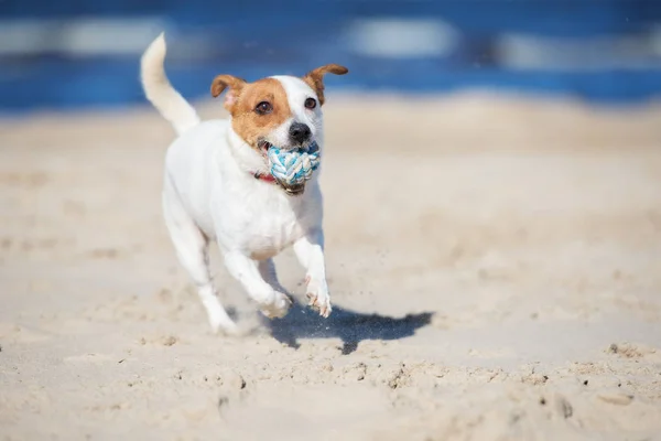 Jack Russell Dog Running Beach — стоковое фото