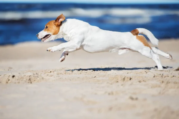 Джек Російський Собака Біжить Пляжі — стокове фото