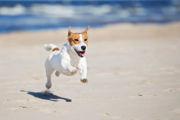 Jack Russell Bir Plajda Koşuyor — Stok fotoğraf