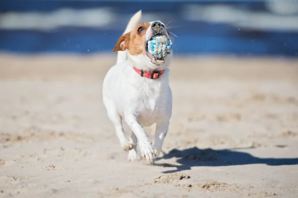 Jack Russell Bir Plajda Koşuyor — Stok fotoğraf