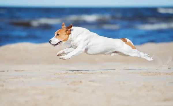 Jack Russell Bir Plajda Koşuyor — Stok fotoğraf