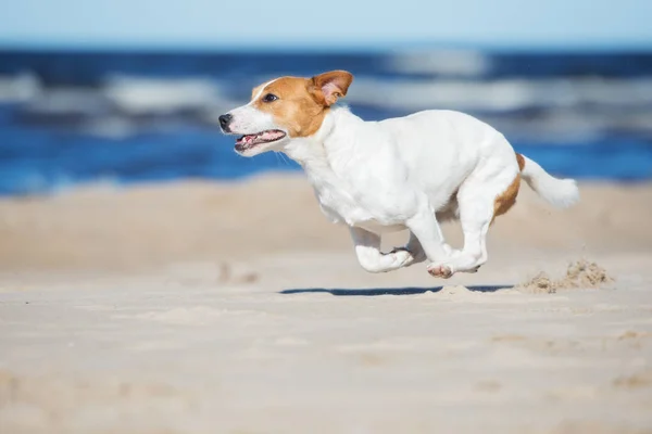 Джек Російський Собака Біжить Пляжі — стокове фото