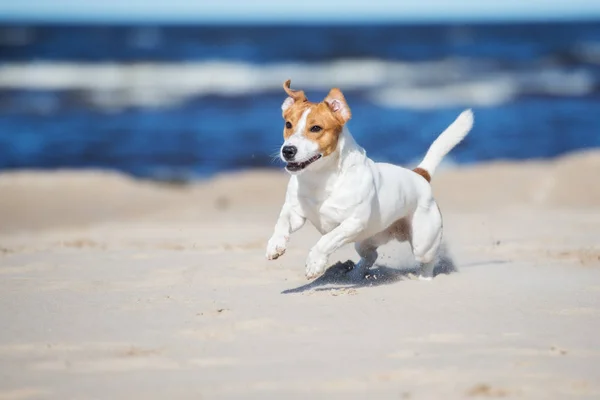 Jack Russell Dog Running Beach — Stock Photo, Image