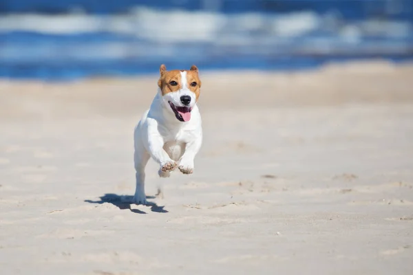 Jack Russell Dog Running Beach — стоковое фото